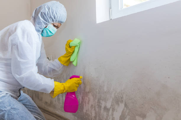 Best Black Mold Removal in Cottonwood Shores, TX