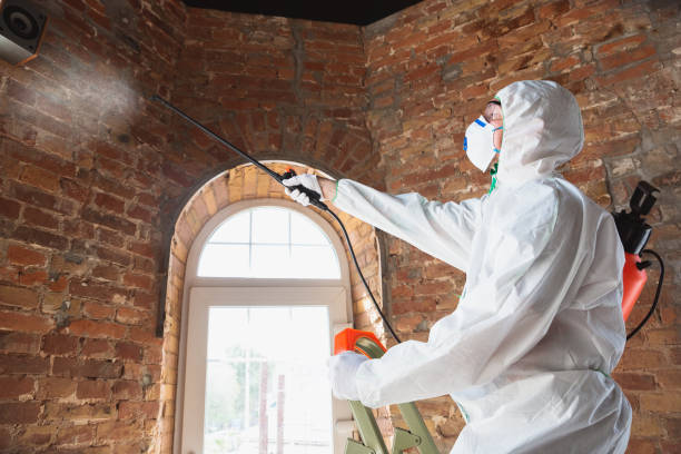 Why You Should Choose Our Mold Remediation Services in Cottonwood Shores, TX